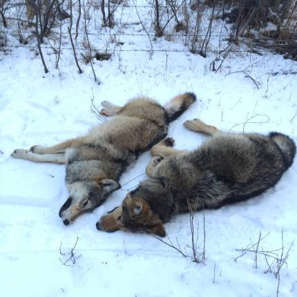 Alberta Powersnares at Work