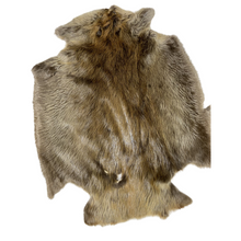  Beaver Pelt - Large SDG-DGD Western