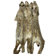  Canadian Lynx XL-LG - II's and Lo II's