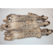  Canadian Lynx XL - Select I - High Grade