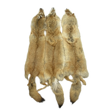  Cinnamon Coyote Pelt - XL & LG