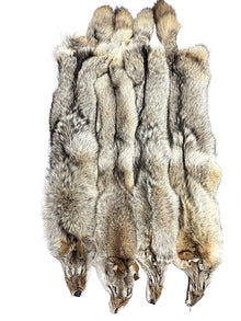  Coyote Pelts - Dressed- High Quality