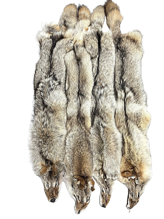 Coyote Pelts - Dressed- High Quality