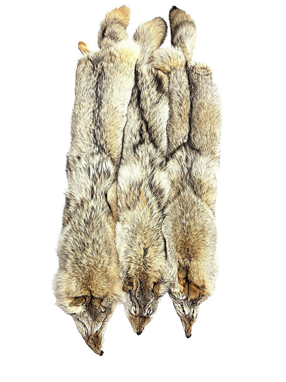 Coyote Pelts - Dressed- High Quality