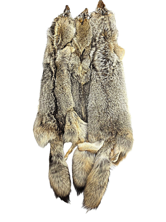 Coyote Pelts - Dressed- High Quality