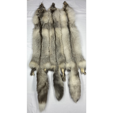  Diamond Fox - Ranch Mutation Fox -  XL Select