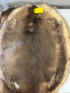 Western Canadian Beaver Pelt- Damaged