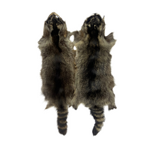  Raccoon Pelt - Dark