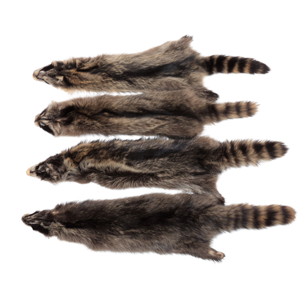 Raccoon Pelts – The Canadian Coyote Company Ltd.