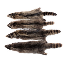  Raccoon Pelts