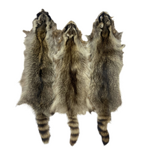  Raccoon Pelts 3X-2X - Bright