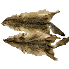  Semi-Hvy Coyote Pelt -East USA - XL & LG