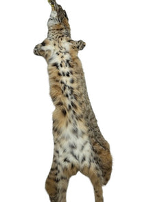  Bobcat XL Western Heavy XL - Skin #A