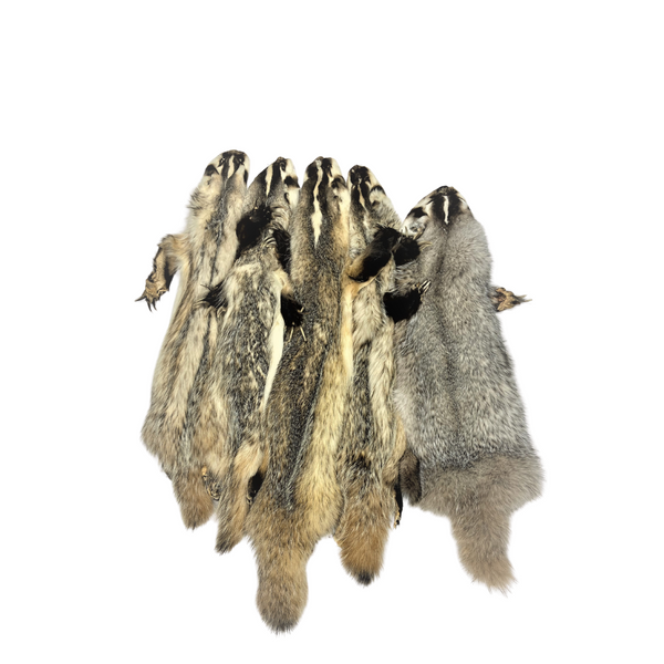 Badger - with claws