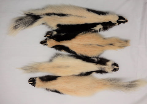 Skunk - Eastern White - XL-LGE