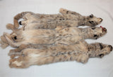 Canadian Lynx XL - Select I - High Grade